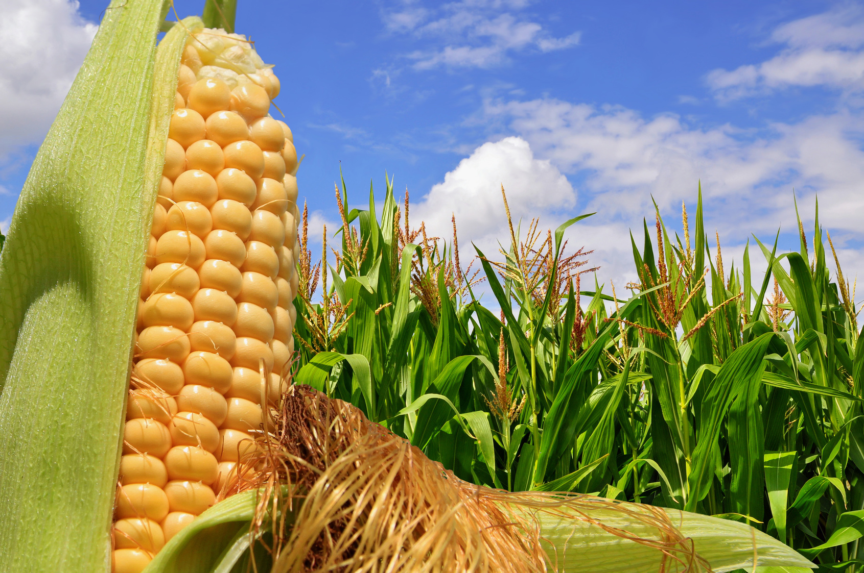 teaser image of corn in cornfield